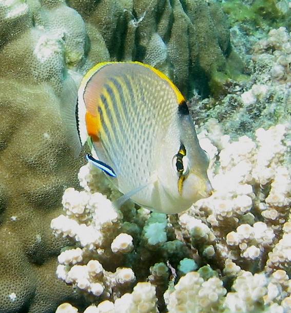 Chaetodon pelewensis (Pesce farfalla punto e linea)